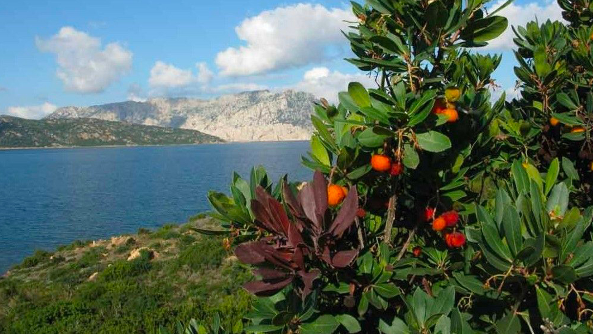 Strawberry tree honey taste - The blue zone honey