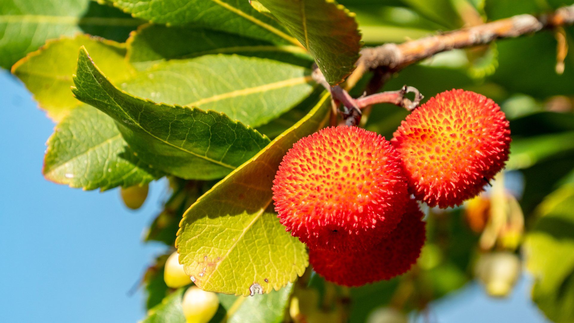 tree honey properties - The blue zone honey