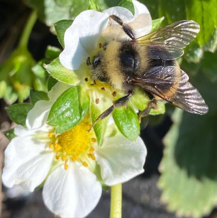 Biohacking Aging: The Cellular Benefits of High-Polyphenol Bitter Honey