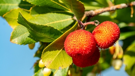 7 Benefits from Strawberry Tree Honey